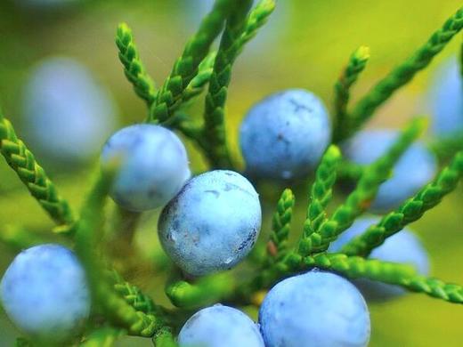 瓜分生鲜蛋糕，o2o生鲜社区电商的优势在哪里？