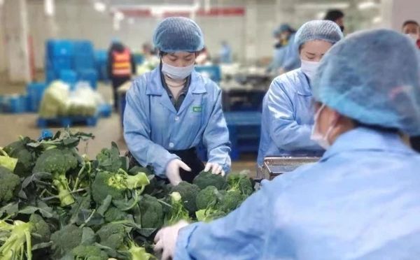 七鲜生活待遇怎么样？京东7FRESH全国招募临时员工？