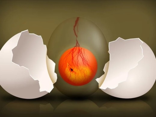 懒龙龙鸡蛋的来源，懒龙龙销量增长的关键