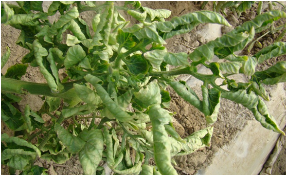 各种蔬菜的价格是如何定的？蔬菜定价及保鲜秘诀？