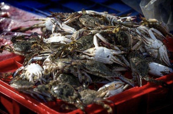 海里小怪兽是什么?海里小怪兽营销模式？