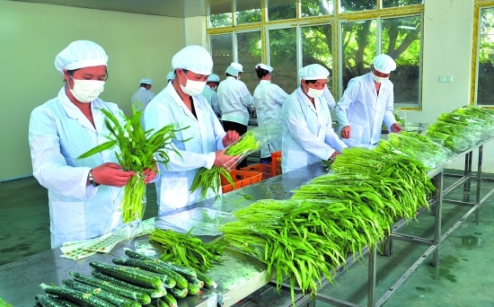 开蔬菜加工厂要求有哪些?蔬菜加工品的发展趋势?