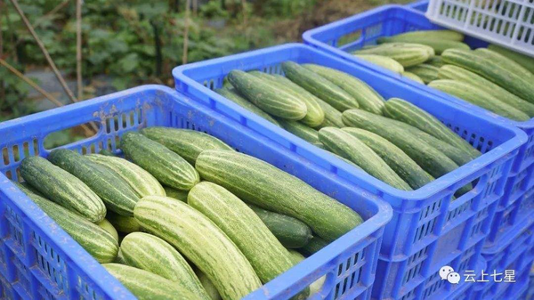 批发卖菜赚钱吗？怎样提高批发卖菜生意收益？