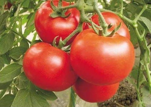 在小区怎么微信卖菜？借助互联网工具如何卖菜？