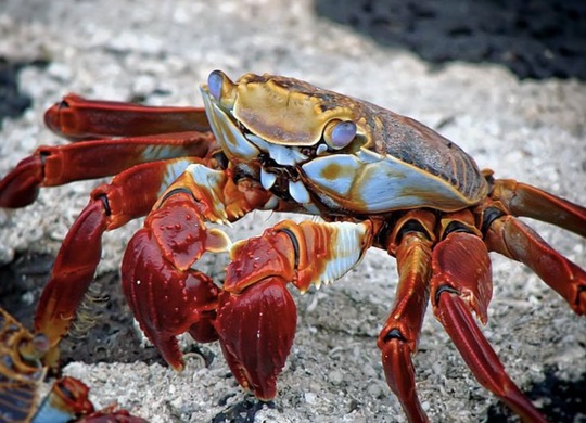 长途海鲜保鲜方法有哪些？如何确保海鲜产品的“鲜”？