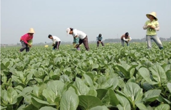 河南蔬菜种植基地在哪？发展特色是什么？
