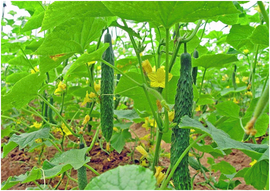 蔬菜产地直供有哪些优点？盘点蔬菜产地直供带来的好处