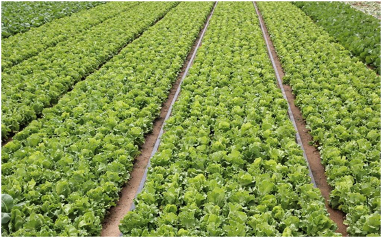 如何把农村菜卖到城市？把农村菜卖到城市有哪些挑战？