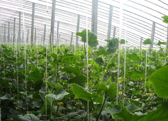 山东蔬菜种植基地分布，山东寿光蔬菜为什么这么有名