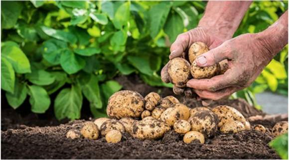 做农产品配送怎么样？农产品配送模式有哪些？