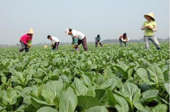 蔬菜种植基地怎么销售的？蔬菜种植基地需要注意什么？