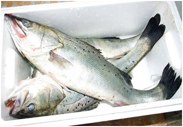 超市里卖水产挣钱吗？超市里卖水产怎么处理现场？