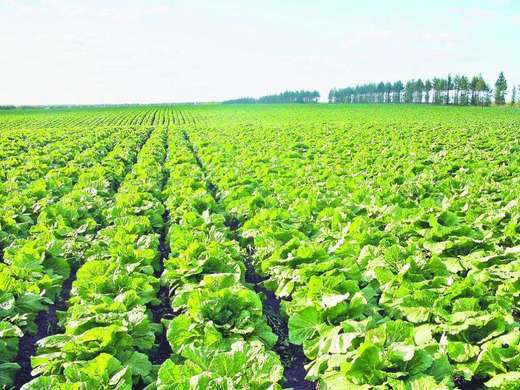 云南哪里种植蔬菜最多，在云南种植那种蔬菜最赚钱？