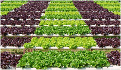 蔬菜种植基地的建设标准是什么？蔬菜种植基地要如何运营？