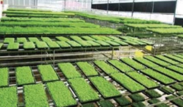 无公害蔬菜种植基地选址需要哪些条件?注意事项有哪些?