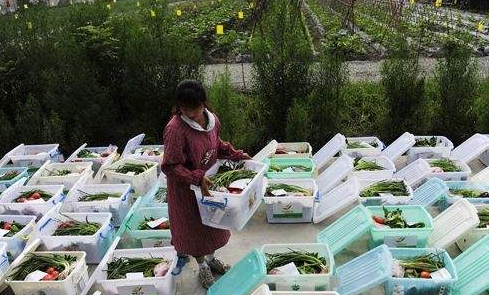 学校蔬菜配送有什么流程?学校蔬菜配送与其他蔬菜配送相比的优势在哪?