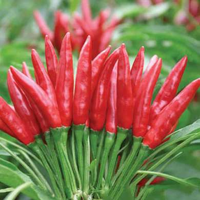 为什么要加盟生鲜连锁店?生鲜便利店加盟哪家好?