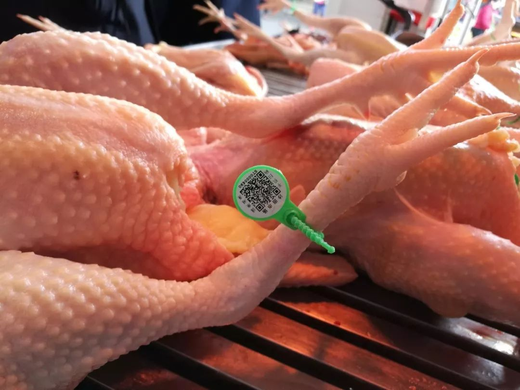 家禽生鲜配送有什么好处？冷冻家禽和活禽有哪些区别？