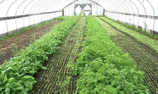 作为农业大省，河南大棚蔬菜种植基地有哪些？