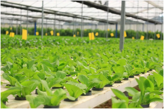 种蔬菜直供给买家卖需要什么？怎么做好蔬菜直供？