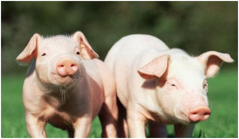 卖猪肉吸引人技巧有哪些？各自具体如何实施？