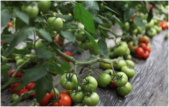 火锅食材底料配送需要办理那些证件?在配送的过程中需要注意什么？