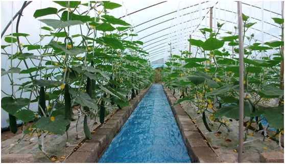 如何保证蔬菜直供无农残？三个妙招告别农残蔬菜