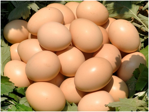 懒龙龙鸡蛋有哪些优势？懒龙龙鸡蛋是如何建立起这些优势的？