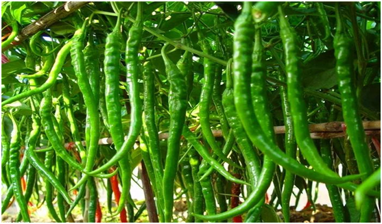 小货车拉菜卖利润怎样？小货车拉菜如何提高利润？