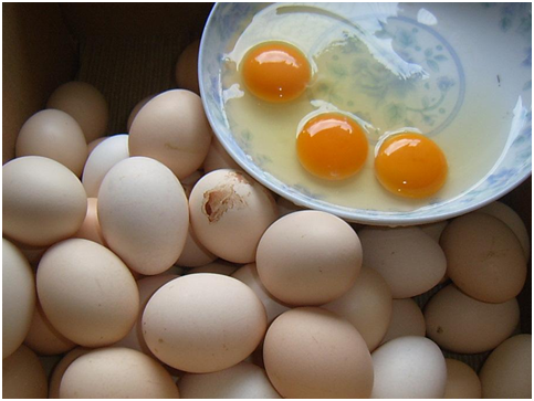 懒龙龙鸡蛋平台融资千万是怎么回事？它为什么能获得千万融资？