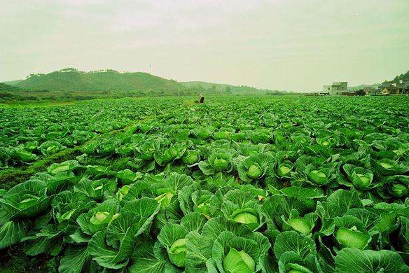 t11生鲜超市运营模式是什么样的?t11生鲜超市这种运营模式好吗?