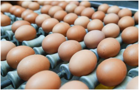 蛋品供应存在哪些问题？如何改善蛋品供应链？