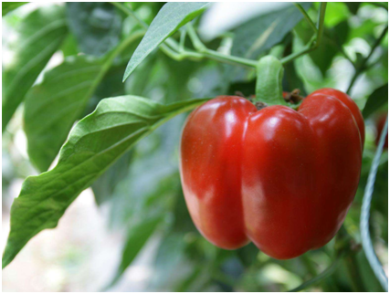 社区拼团的运营模式是什么?社区拼团的运营模式有什么优势?