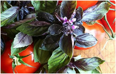 新冻网是什么？主要经营特色是什么？