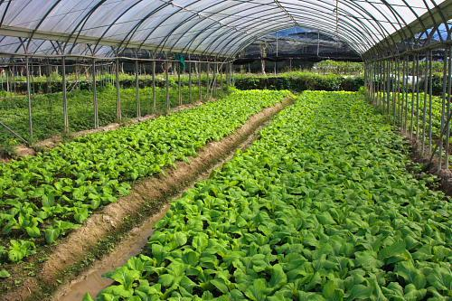 种什么蔬菜利润高?都有什么样的市场前景?