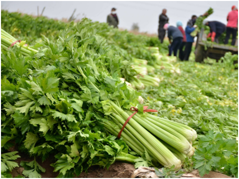 蔬菜该怎么找销路?细数四种蔬菜销售模式!