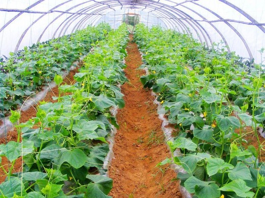 种植前景比较好的蔬菜有哪些？种植蔬菜前需要考虑哪些方面的因素？