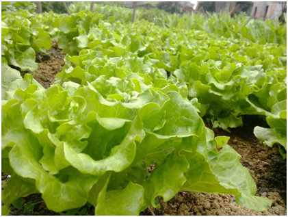 杭州生鲜配送招聘信息分析 如何做好生鲜配送员工招聘工作？