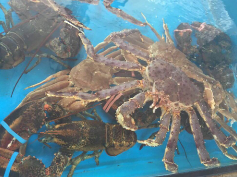 京喜商家入驻得多少钱?活鲜批发要注意什么?