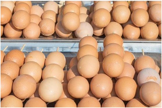 做鸡蛋批发怎么找销路？几个销售渠道供选择