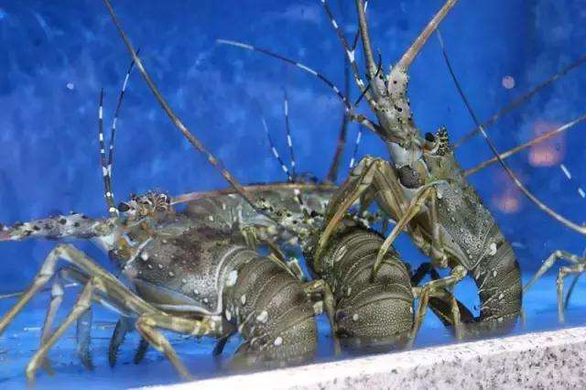 运活鱼车一公里多少钱?运活鱼需要注意哪些问题?