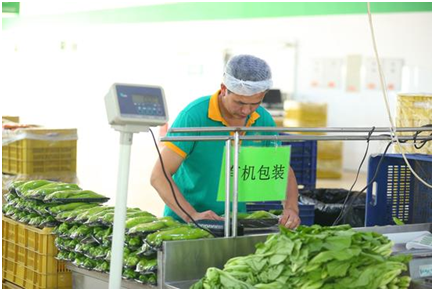 蔬菜分拣工作流程步骤