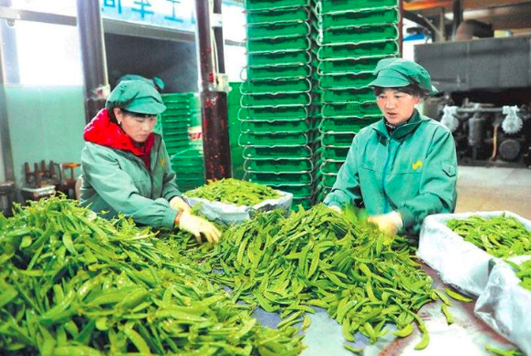蔬菜分拣步骤是什么样的？蔬菜分拣应该注意什么？