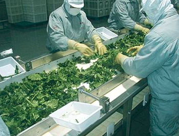 蔬菜分拣系统多少钱？蔬菜分拣系统贵吗？