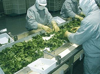 蔬菜分拣系统的优势是什么？生鲜分拣系统为什么受欢迎？