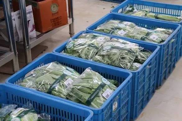 蔬菜分拣机有哪些优点？分拣蔬菜过程中还存在哪些问题？