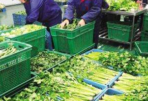 食材蔬菜配送公司去哪采购食材？