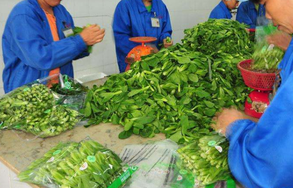 开净菜配送公司市场前景怎么样？