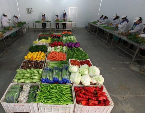 蔬菜半成品配送公司如何盈利？哪些因素影响利润