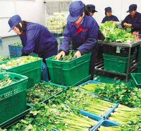 蔬菜配送公司怎么配送？蔬菜配送前景怎么样？